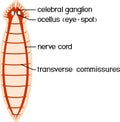 Nervous system of planaria flatworm